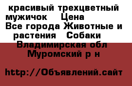 красивый трехцветный мужичок  › Цена ­ 10 000 - Все города Животные и растения » Собаки   . Владимирская обл.,Муромский р-н